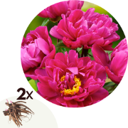 Pioenen - Set van 2 - Paeonia 'Karl Rosenfield' - Wortelstokken - Roze