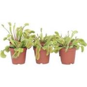 Venus vliegenvanger - Set van 6 - Dionaea muscipula - Hoogte 5-15cm - ...