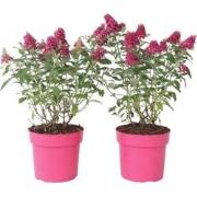 Vlinderstruik - Set van 2 - Buddleja davidii 'Candy' - Hoogte 30-40cm ...