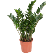 ZZ-plant - Zamioculcas Emerald - Hoogte 70-80cm - ?21cm