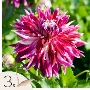 Dahliaknollen - Set van 3 - Dahlia 'Vancouver' - Roze