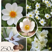 Witte Zomerpracht - Set van 250 - Anemone, Allium. Gladiolus, Dahlia