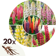 Lupine - Set van 20 - Lupinus - Wortelstokken