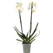 Orchidee - Phalaenopsis - Hoogte 50-60cm - ?12cm