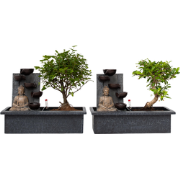 Bonsai met Buddha - Set van 2 - Bonsai - Hoogte 25-35cm - ?29cm