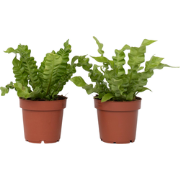 Vogelnestvaren - Asplenium nidus 'Crispy Wave' - Hoogte 25-40cm - ?12c...