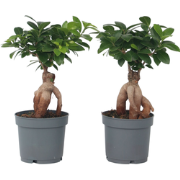 Chinese vijg - Set van 4 - Ficus microcarpa - Hoogte 30-40cm - ?12cm