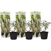 Vlinderstruik - Set van 3 - Buddleja 'White Profusion' - Hoogte 25-40c...