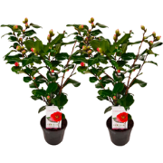 Japanse Roos - Set van 2 - Camellia japonica 'Dr. King' - Hoogte 50-60...