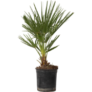 Dwergpalm - Chamaerops humilis - Hoogte 50-60cm - ?15cm