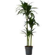 Drakenbloedboom - Dracaena deremensis 'Janet Craig' - Hoogte 140-150cm...