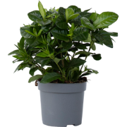 Kaapse jasmijn - Gardenia jasminoides - Hoogte 20-30cm - ?13cm