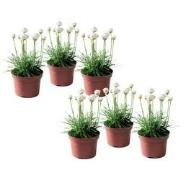 Engels gras - Set van 6 - Armeria maritima 'Deep White' - Hoogte 20-30...