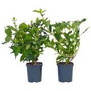 Rode heester - Set van 2 - Weigela florida 'Red Prince' - Hoogte 25-40...