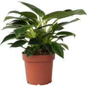 Witte Golfplant - Philodendron 'White Wave' - Hoogte 25-40cm - ?12cm