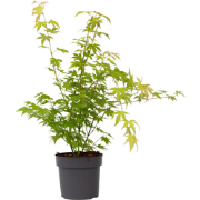 Japanse Esdoorn - Acer palmatum 'Orange Dream' - Hoogte 60-70cm - ?19c...