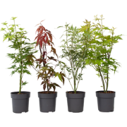 Japanse Esdoorn - Set van 8 - Acer palmatum - Hoogte 25-40cm - ?10,5cm