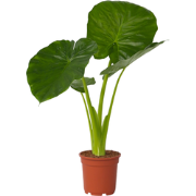 Olifantsoor - Alocasia 'Odora' - Hoogte 55-75cm - ?17cm