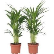 Areca goudpalm - Set van 2 - Dypsis lutescens - Hoogte 60-70cm - ?17cm