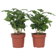 Koffieplant - Set van 4 - Coffea arabica - Hoogte 25-40cm - ?12cm