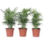 Dwergpalm - Set van 3 - Chamaedorea elegans - Hoogte 30-40cm - ?12cm