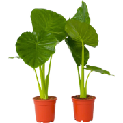 Olifantsoor - Set van 2 - Alocasia 'Odora' - Hoogte 55-75cm - ?17cm