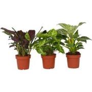 Tropische kamerplanten - Set van 3 - Hoogte 25-40cm - ?12cm