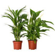 Groen Duo - Set van 2 - Spathiphyllum, Dypsis lutescens - Hoogte 60-75...