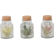 Luchtplantjes in glas - Set van 3 - Tillandsia - Hoogte 5-15cm - ?5cm