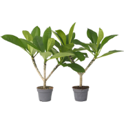 Frangipani Hawaii - Set van 2 - Plumeria rubra 'Hawaii' - Hoogte 45-55...