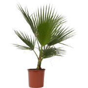 Mexicaanse waaierpalm - Washingtonia robusta - Hoogte 70-90cm - ?21cm