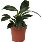 Philodendron - Philodendron 'Green Princess' - Hoogte 20-30cm - ?12cm