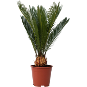 Vredespalm - Cycas revoluta - Hoogte 45-60cm - ?15cm