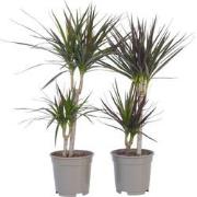 Drakenbloedboom - Set van 2 - Dracaena marginata - Hoogte 70-80cm - ?1...