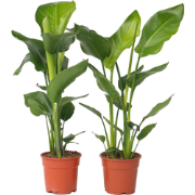 Paradijsvogelplant - Set van 2 - Strelitzia nicolai - Hoogte 55-70cm -...