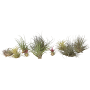 Luchtplantjes - Set van 10 - Tillandsia - Hoogte 5-15cm - ?5cm