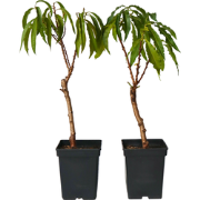 Dwergperzik - Set van 2 - Prunus 'Bonanza' - Hoogte 60-70cm - ?15cm