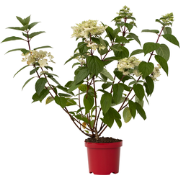 Pluimhortensia - Hydrangea paniculata 'Wim's Red' - Hoogte 25-40cm - ?...