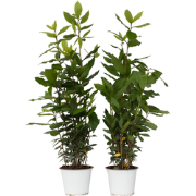 Laurier - Set van 2 - Laurus nobilis - Hoogte 30-40cm - ?14cm