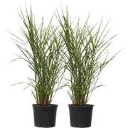 Chinees prachtriet - Set van 2 - Miscanthus 'Zebrinus' - Hoogte 20-30c...