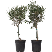 Olijfboom - Set van 2 - Olea europaea - Hoogte 50-60cm - ?14cm