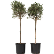 Olijfboom - Set van 2 - Olea europaea - Hoogte 90-100cm - ?21cm