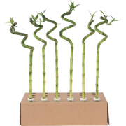 Geluksbamboe - Set van 6 - Dracaena sanderiana - Hoogte 40-50cm - ?2cm