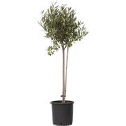 Olijfboom - Olea europaea - Hoogte 80-90cm - ?19cm