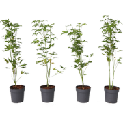 Japanse Esdoorn - Set van 4 - Acer 'Going Green' - Hoogte 25-40cm - ?1...