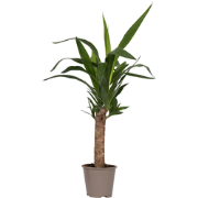 Palmlelie - Yucca elephantipes - Hoogte 50-60cm - ?14cm