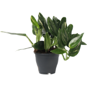 Philodendron - Philodendron Cobra - Hoogte 55-65cm - ?19cm