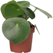 Regendruppelplant - Peperomia polybotrya - Hoogte 20-30cm - ?12cm