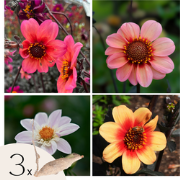 Dahliaknollen - Set van 3 - Dahlia 'Happy Single Mix'