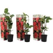 Japanse Roos - Set van 3 - Camellia 'Lady Campbell' - Hoogte 25-40cm -...